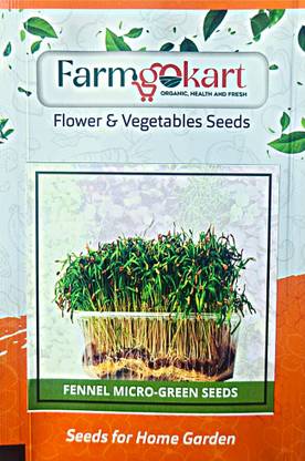 FARMGO | Pack of 10 Gms FENNEL ( SAUF ) MICRO GREEN AND SPROUTING SEEDS | Seed