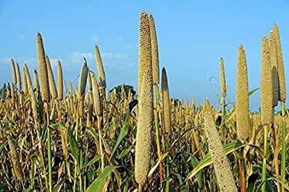 STOKIYA 100%HYBRID BAJRA / PEARL MILLET SEEDS FOR FARMING 10 KG SEEDS ) Seed