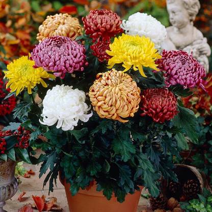 Liance Chrysanthemum Bloom collection (Incurve Petals) Seed