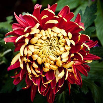 VibeX TLX-24 - Rare Red Yellow Chrysanthemum Flower Plant Morifolium - (90 Seeds) Seed