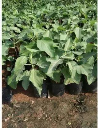 MAA Fig, Anjeer Seed