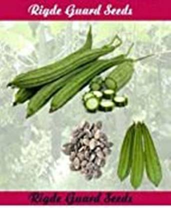 Qausain Ridge guard vegetable garden seeds 15 seeds per pack. Seed