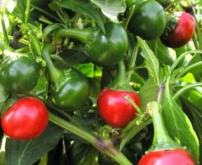 KNESSiN Chilli Pepper Koral Chery Seed