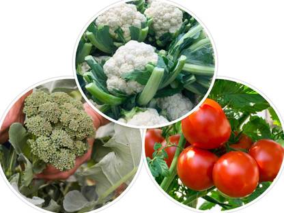 Gromax India F1 Hybrid Cauliflower,Broccoli,Tomato Vegetable Seed, Combo For Home Garden Each Seed