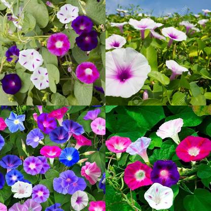 ibains Dwarf morning glory seeds 31 Seed
