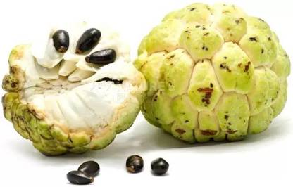 MAA Custard Apple, sitafal, sitaphal Seed
