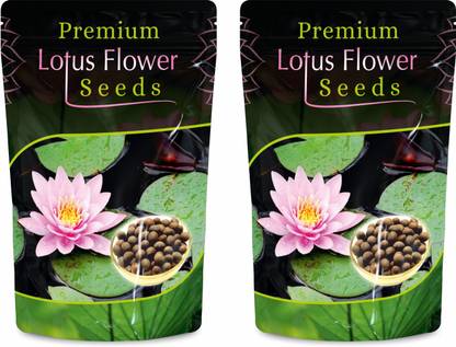 PREMIUM COLLECTION Lotus Seed