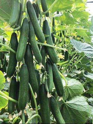 HYBRID 10g, Desi highest yield cucumber seed only 30 day fruiting and long fruiting Seed