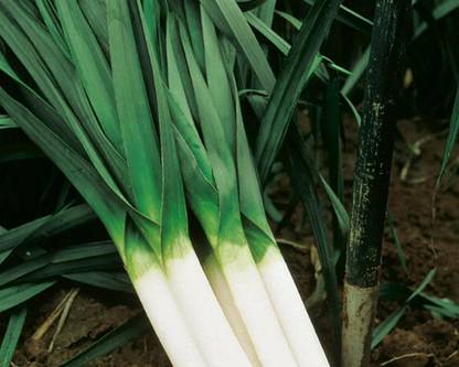 WILLVINE MEH -XI Carentan Leek Seeds for Planting [100g] Seed