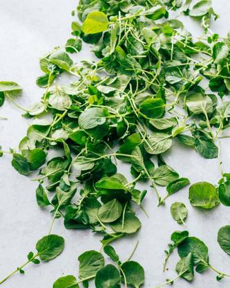 Mozette Organic water cress herb Seed