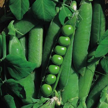 Avysa Pea Early Onward Seed