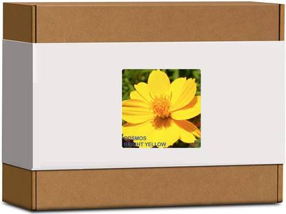 CYBEXIS Cosmos BL Flower Seeds400 Seeds Seed