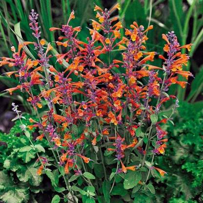 CYBEXIS PUAS-43 - Tango Hummingbird Mint - (450 Seeds) Seed