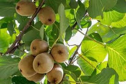 BJUBAS kiwi fruit seeds for planting pack of 19 Seed