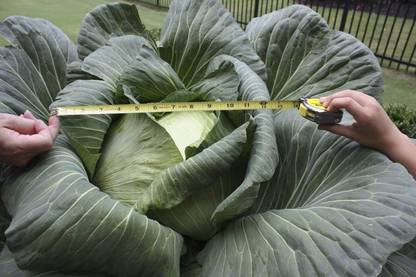 Biosnyg Huge O-S Cross Giant Cabbage-250 Seeds/1gm Seed
