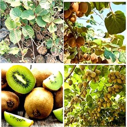 Aywal Kiwi Seeds (Actinidia arguta) Rare Cold-Tolerant Kiwi Fruit Seed