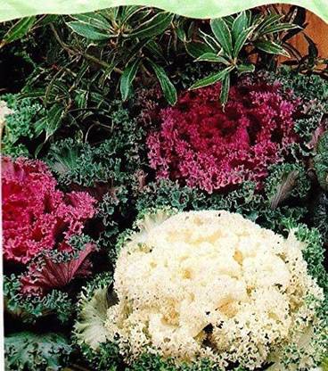 CYBEXIS Ornamental Kale - Fast Growing Seed