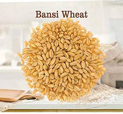 Josan Brothers Chemical Free Rare Desi Bansi Wheat Seeds Variety For Growing Wheat Seed