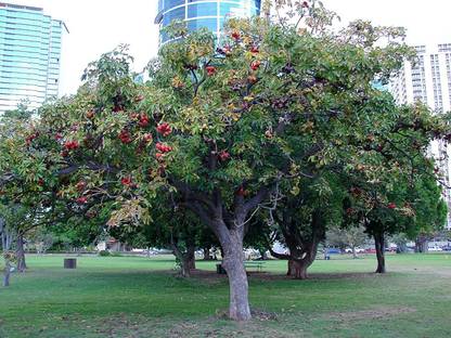 VibeX NBIR-25 - Serculia Foetida / China Almond / Java Olive Tree - (30 Seeds) Seed
