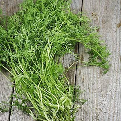 VibeX LX-81 - Dill - Hera Organic - (2250 Seeds) Seed