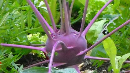 Mozette Organic knol knol purple Seed