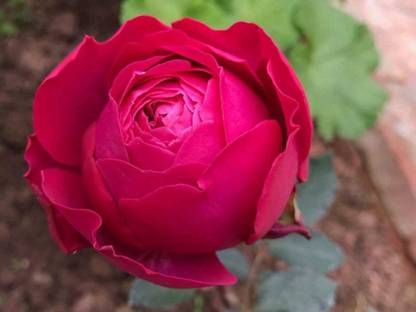 VibeX Plum Pudding Red Mauve Color Roses Seed