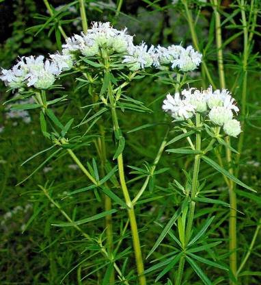 WILLVINE PUAS-574 Virginia Mint Pycnanthemum Virginianum Seed