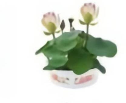 VibeX GBPUT-78 - Water Bowl Aquarium Lotus - (30 Seeds) Seed