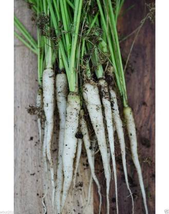 VibeX ® VXI-259 Lunar White Carrot'' Seeds Seed