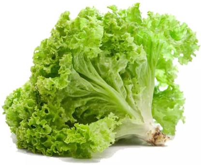VIATION Green lettuce Seed