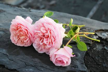WILLVINE Abraham Darby Rose Seeds Seed
