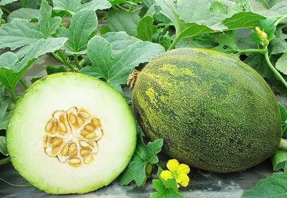 WILLVINE PAU-386 F1 Hybrid Melon Seeds, Variety: Lambkin Seed