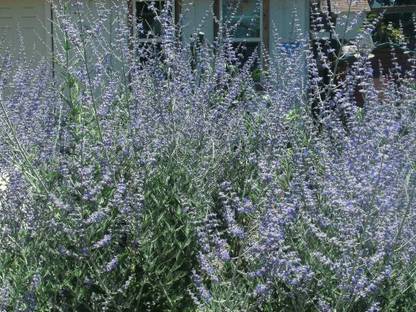 Qualtivate XXX-3A Russian Sage Seeds Seed