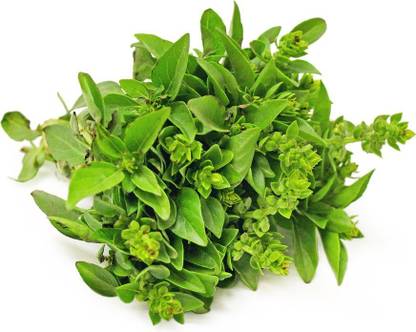 VibeX ® RXI-1 Pistou, Basil Seeds Seed