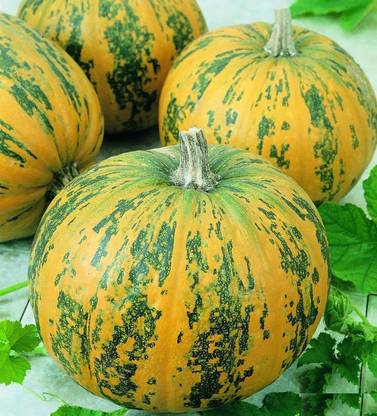 ErTh Pumpkin Pepitas Seed
