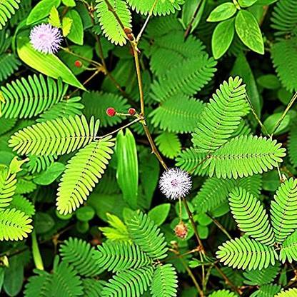 Kapebonavista Lajakuli Lajwanti Sensitive Mimosa pudica plant Seed