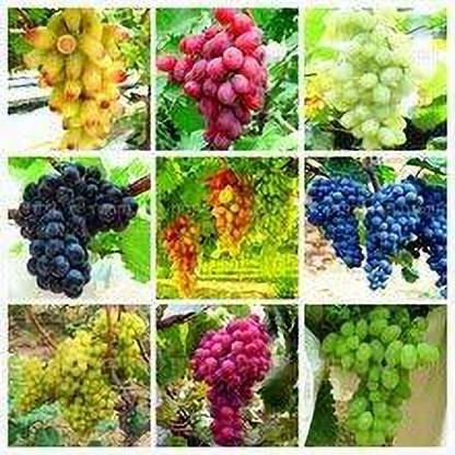 Aywal Grapes, Fruits, seeds, Black Grapes Seed
