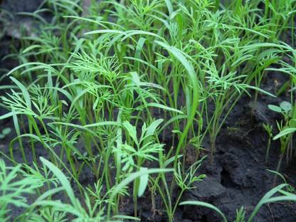 GRAXY Dill Tetra Herb Plant Seed