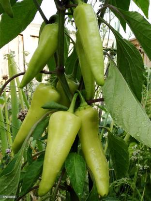 ARTAseed Sweet Peppers, White Bell Pepper Seed