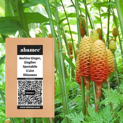 Jevik Zingiber Beehive Ginger Seed