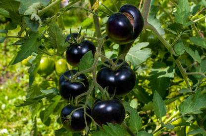 DHENU PRASAD 1839 F1 Hybrid Round Black Tomato Seed