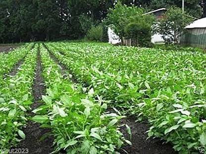 WILLVINE PUAS-328 Egyptian Spinach Jute Seeds,Saluyot Seed