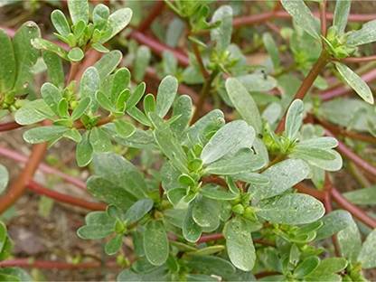 CHILLATAI Gangavalli Kura / Gangavayalu kura / Purslane Seed