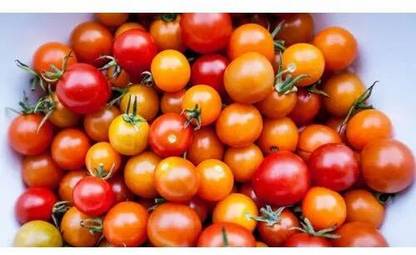 KNESSiN VII-15 Cherry & Grape Tomato Seed