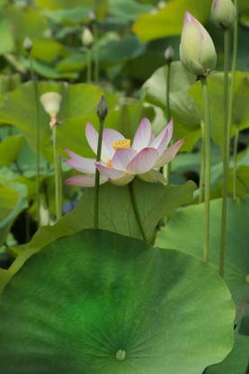 TRH lotus,kamal seeds Seed