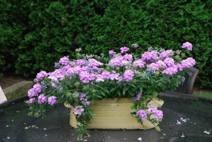 BDSresolve Verbena bampton seeds PACK OF 15 Seed