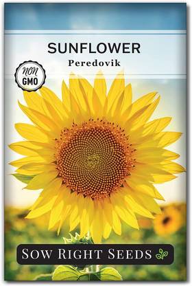 VibeX ® VLR-388 Peredovik Sunflower Black Russian Seed Seed