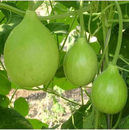BDSresolve Rare Bottle gourd seeds PACK OF 28 Seed