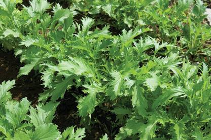 VibeX NDIR-17 - Mizuna Mustard - (750 Seeds) Seed