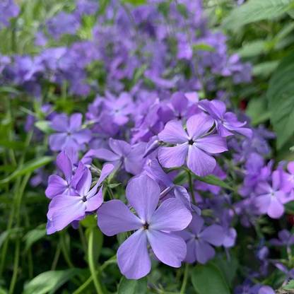CEZIUS Phlox divaricata 'Blue Moon' - woodland phlox Seed